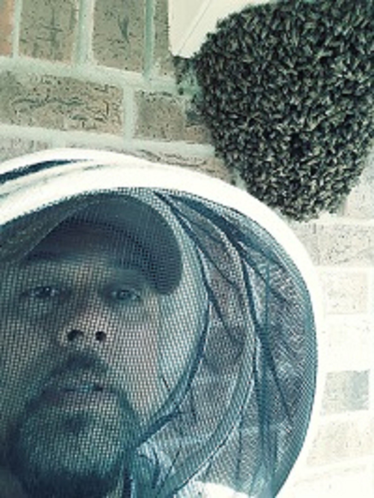 Honey Bee Removal Houston